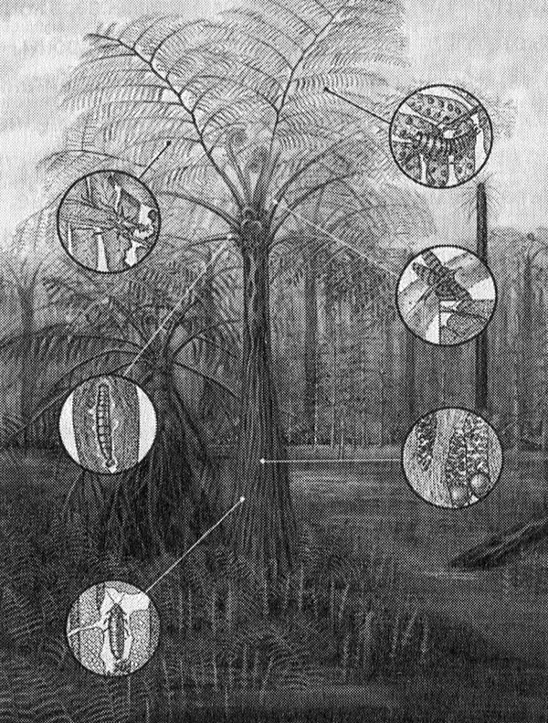 Иллюстрация к книге — Хозяева Земли. Социальное завоевание планеты человечеством [i_033.jpg]