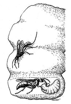 Иллюстрация к книге — Хозяева Земли. Социальное завоевание планеты человечеством [i_036.jpg]