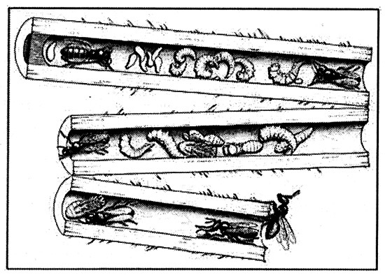 Иллюстрация к книге — Хозяева Земли. Социальное завоевание планеты человечеством [i_038.jpg]