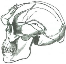 Иллюстрация к книге — Скелеты в шкафу. Драматичная эволюция человека [i_008.jpg]
