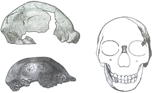 Иллюстрация к книге — Скелеты в шкафу. Драматичная эволюция человека [i_009.jpg]
