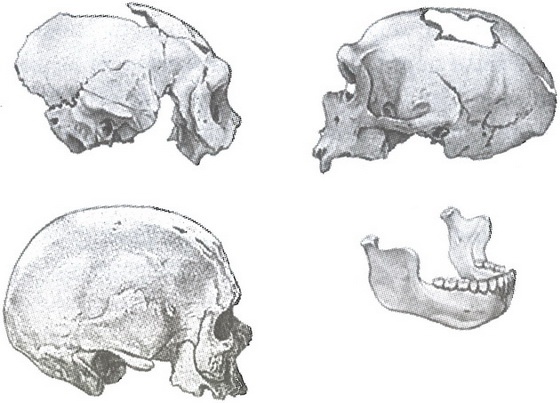Иллюстрация к книге — Скелеты в шкафу. Драматичная эволюция человека [i_011.jpg]