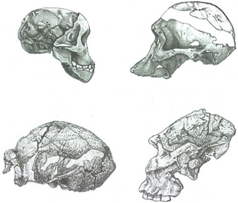 Иллюстрация к книге — Скелеты в шкафу. Драматичная эволюция человека [i_012.jpg]