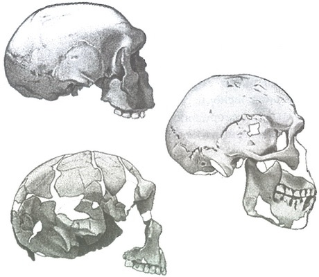 Иллюстрация к книге — Скелеты в шкафу. Драматичная эволюция человека [i_013.jpg]
