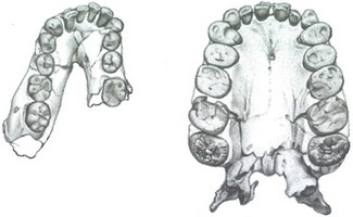 Иллюстрация к книге — Скелеты в шкафу. Драматичная эволюция человека [i_016.jpg]