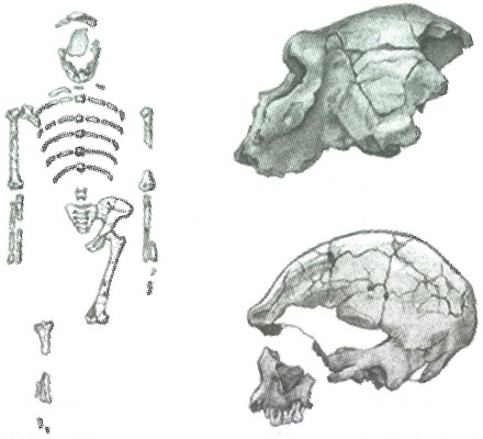 Иллюстрация к книге — Скелеты в шкафу. Драматичная эволюция человека [i_021.jpg]
