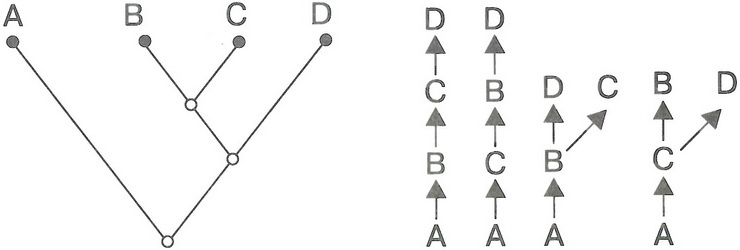 Иллюстрация к книге — Скелеты в шкафу. Драматичная эволюция человека [i_023.jpg]