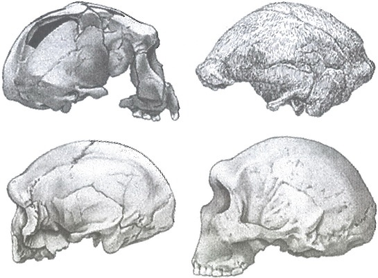 Иллюстрация к книге — Скелеты в шкафу. Драматичная эволюция человека [i_024.jpg]