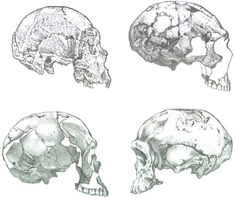 Иллюстрация к книге — Скелеты в шкафу. Драматичная эволюция человека [i_025.jpg]