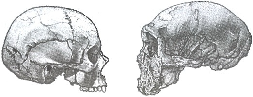 Иллюстрация к книге — Скелеты в шкафу. Драматичная эволюция человека [i_031.jpg]