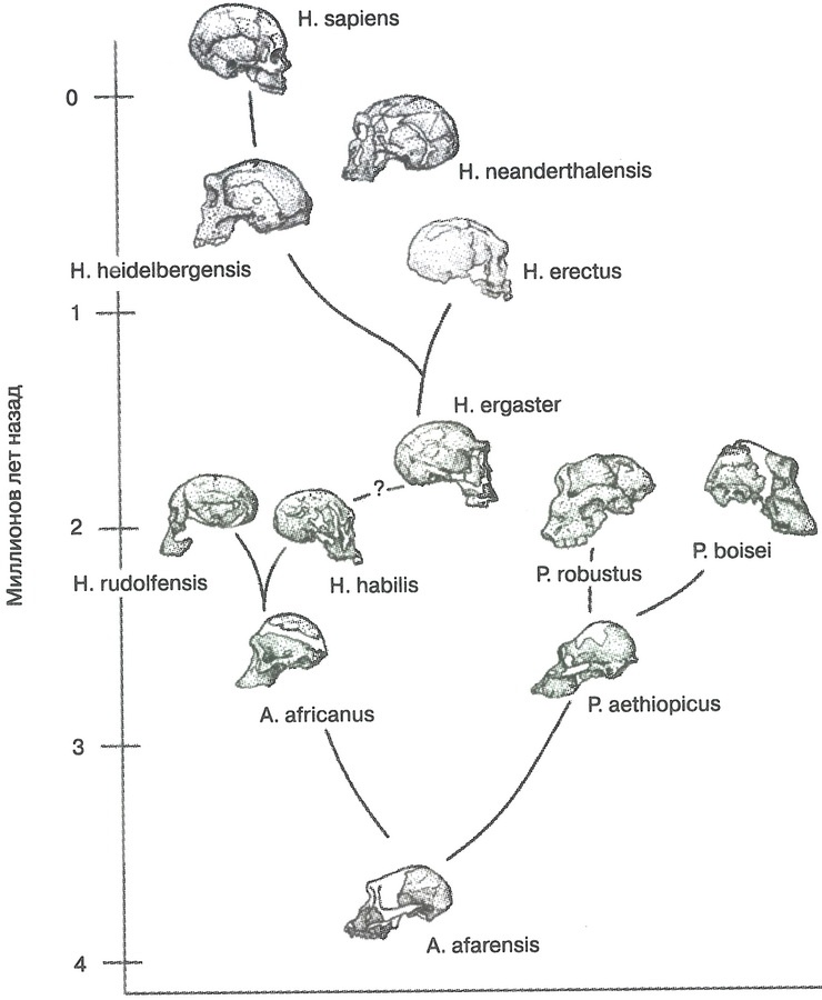 Иллюстрация к книге — Скелеты в шкафу. Драматичная эволюция человека [i_037.jpg]