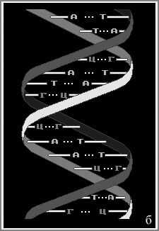 Иллюстрация к книге — Геном человека: Энциклопедия, написанная четырьмя буквами [i_005.jpg]