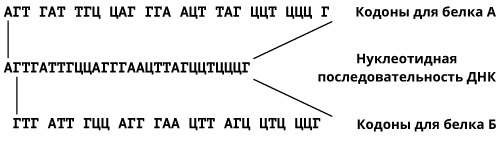 Иллюстрация к книге — Геном человека: Энциклопедия, написанная четырьмя буквами [i_027.jpg]