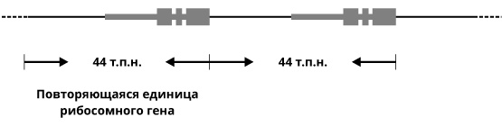 Иллюстрация к книге — Геном человека: Энциклопедия, написанная четырьмя буквами [i_028.jpg]