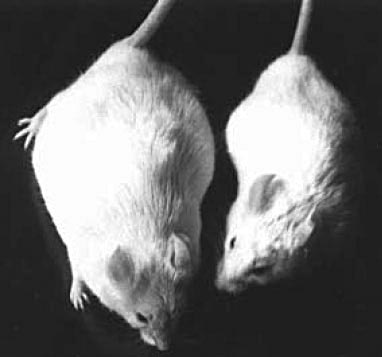 Иллюстрация к книге — Геном человека: Энциклопедия, написанная четырьмя буквами [i_039.jpg]