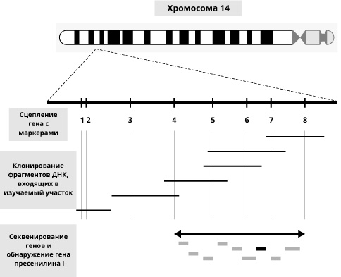 Иллюстрация к книге — Геном человека: Энциклопедия, написанная четырьмя буквами [i_040.jpg]