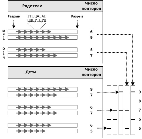 Иллюстрация к книге — Геном человека: Энциклопедия, написанная четырьмя буквами [i_041.jpg]