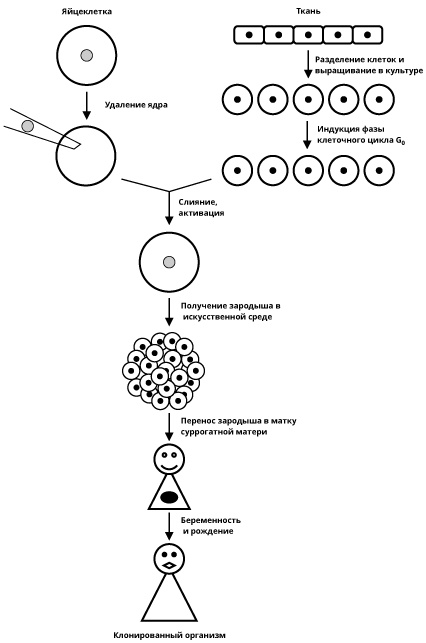 Иллюстрация к книге — Геном человека: Энциклопедия, написанная четырьмя буквами [i_048.jpg]