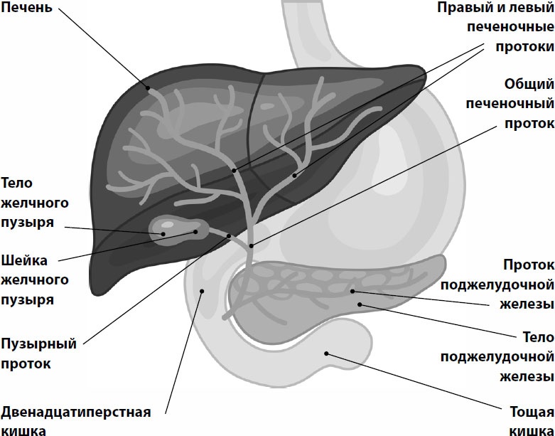 Иллюстрация к книге — Пора лечиться правильно. Медицинская энциклопедия [i_003.jpg]