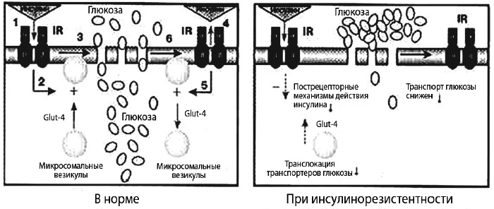Иллюстрация к книге — Пора лечиться правильно. Медицинская энциклопедия [i_033.jpg]