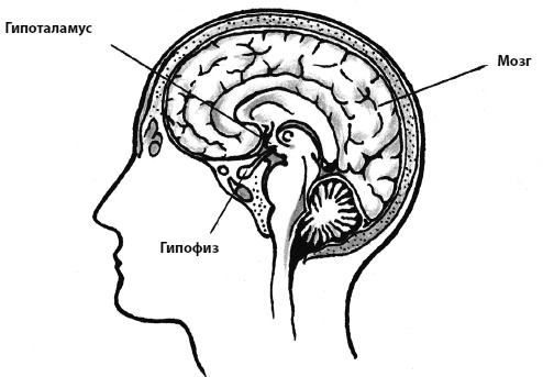 Иллюстрация к книге — Пора лечиться правильно. Медицинская энциклопедия [i_041.jpg]