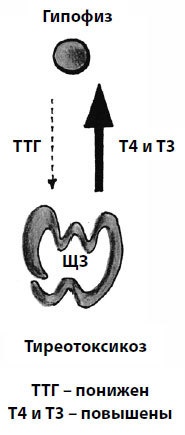 Иллюстрация к книге — Пора лечиться правильно. Медицинская энциклопедия [i_048.jpg]