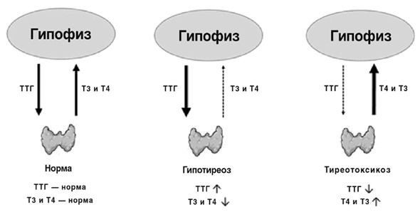 Иллюстрация к книге — Пора лечиться правильно. Медицинская энциклопедия [i_065.jpg]