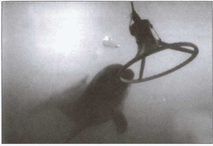 Иллюстрация к книге — Морские дьяволы [i_027.jpg]