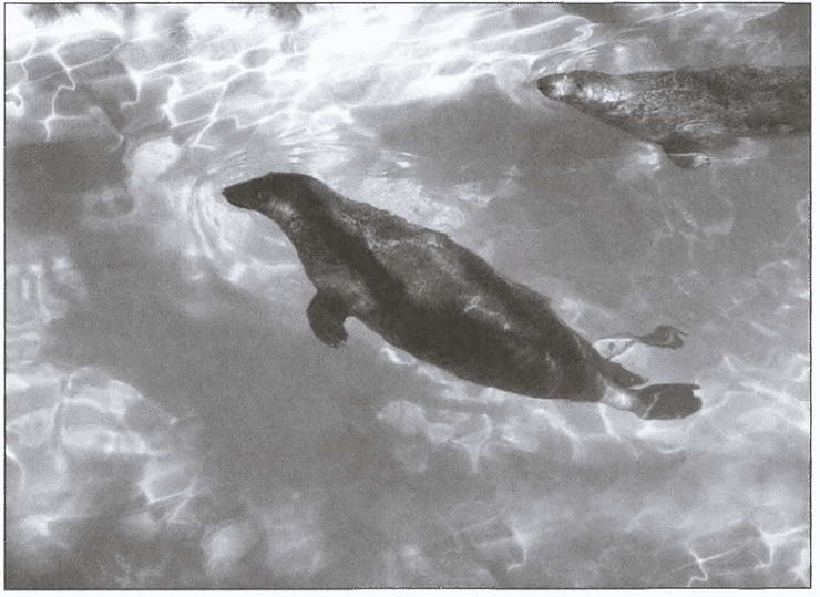 Иллюстрация к книге — Морские дьяволы [i_028.jpg]