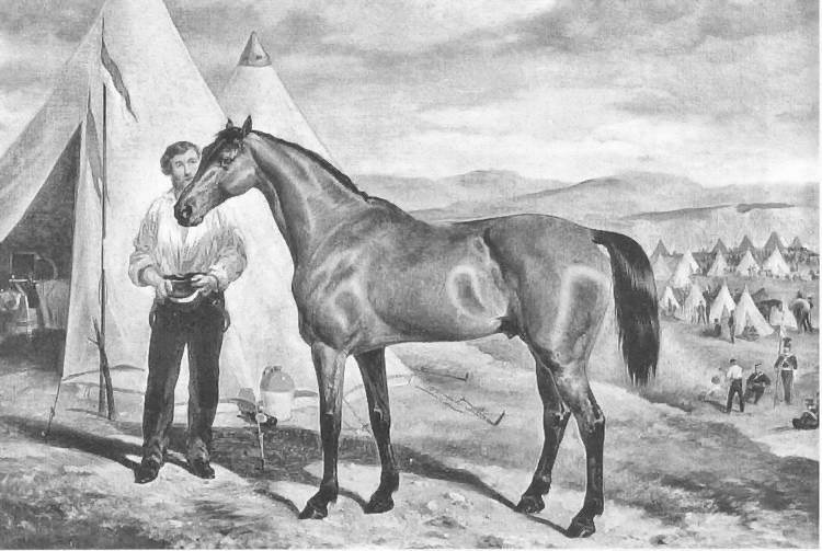 Иллюстрация к книге — От Балаклавы к Инкерману. Часть 4 [i_118.jpg]