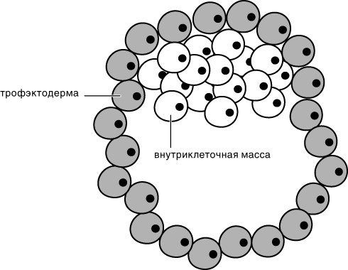 Иллюстрация к книге — Эпигенетика. Как современная биология переписывает наши представления о генетике, заболеваниях и наследственности [i_003.jpg]