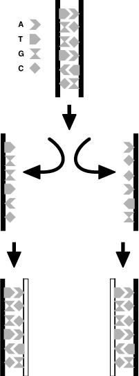 Иллюстрация к книге — Эпигенетика. Как современная биология переписывает наши представления о генетике, заболеваниях и наследственности [i_005.jpg]