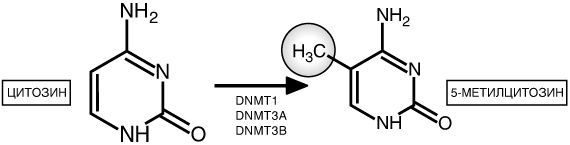 Иллюстрация к книге — Эпигенетика. Как современная биология переписывает наши представления о генетике, заболеваниях и наследственности [i_007.jpg]