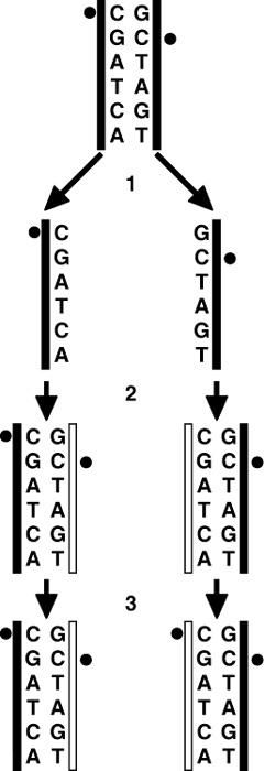 Иллюстрация к книге — Эпигенетика. Как современная биология переписывает наши представления о генетике, заболеваниях и наследственности [i_008.jpg]