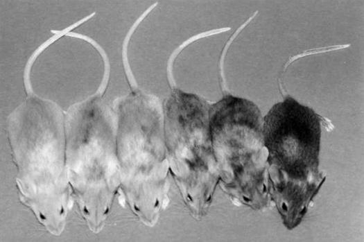 Иллюстрация к книге — Эпигенетика. Как современная биология переписывает наши представления о генетике, заболеваниях и наследственности [i_013.jpg]