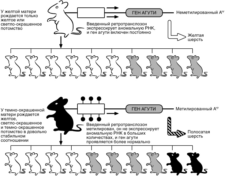 Иллюстрация к книге — Эпигенетика. Как современная биология переписывает наши представления о генетике, заболеваниях и наследственности [i_016.jpg]