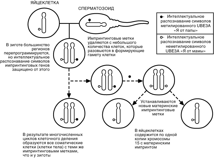 Иллюстрация к книге — Эпигенетика. Как современная биология переписывает наши представления о генетике, заболеваниях и наследственности [i_023.jpg]