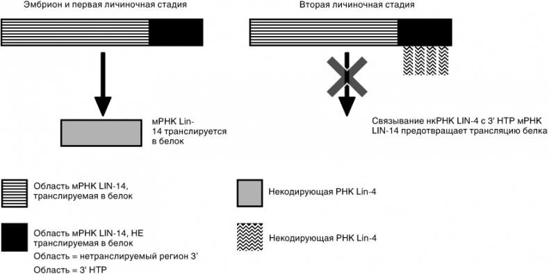 Иллюстрация к книге — Эпигенетика. Как современная биология переписывает наши представления о генетике, заболеваниях и наследственности [i_032.jpg]