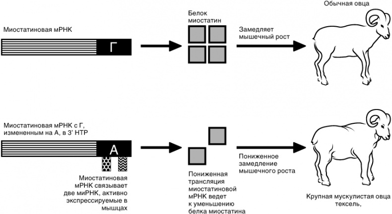 Иллюстрация к книге — Эпигенетика. Как современная биология переписывает наши представления о генетике, заболеваниях и наследственности [i_033.jpg]