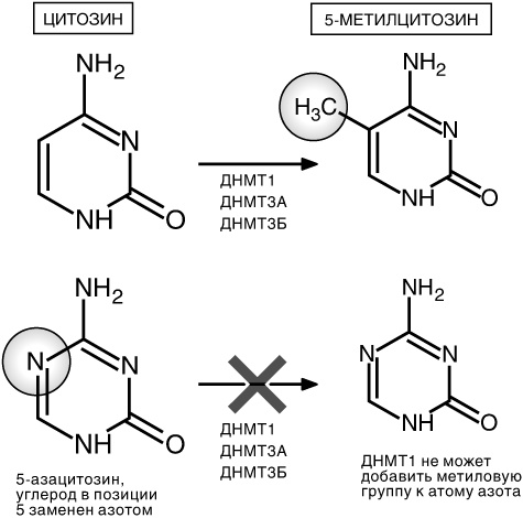 Иллюстрация к книге — Эпигенетика. Как современная биология переписывает наши представления о генетике, заболеваниях и наследственности [i_035.jpg]