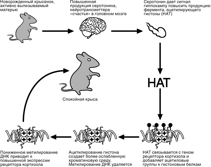 Иллюстрация к книге — Эпигенетика. Как современная биология переписывает наши представления о генетике, заболеваниях и наследственности [i_040.jpg]