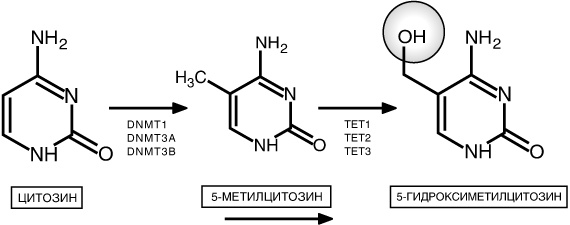 Иллюстрация к книге — Эпигенетика. Как современная биология переписывает наши представления о генетике, заболеваниях и наследственности [i_041.jpg]