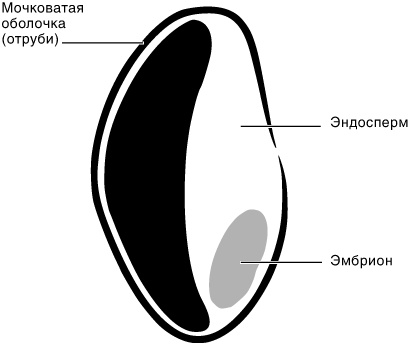 Иллюстрация к книге — Эпигенетика. Как современная биология переписывает наши представления о генетике, заболеваниях и наследственности [i_047.jpg]