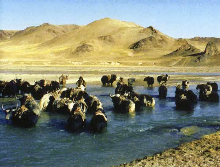 Иллюстрация к книге — Следы в пустыне [i_035.jpg]