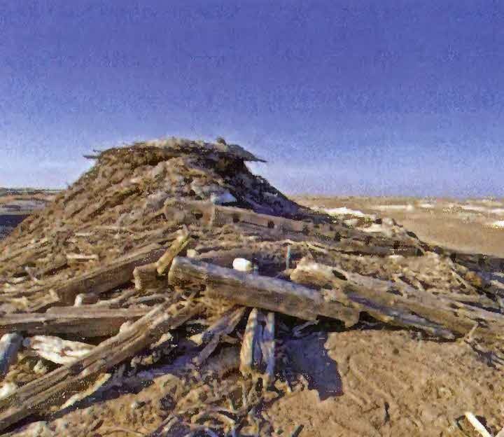 Иллюстрация к книге — Следы в пустыне [i_072.jpg]