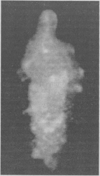 Иллюстрация к книге — Тайны подземного мира [i_055.jpg]