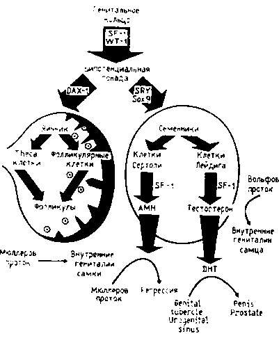 Иллюстрация к книге — Тайны пола. Мужчина и женщина в зеркале эволюции [i_008.jpg]