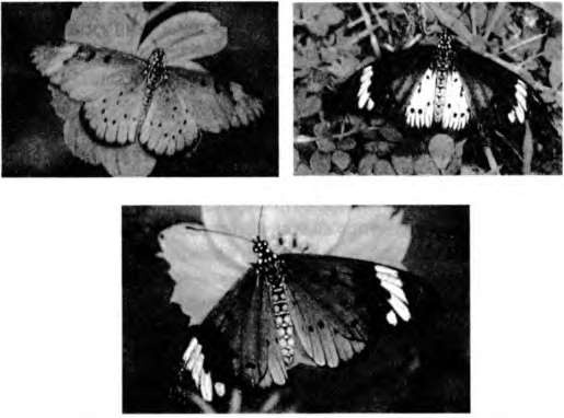 Иллюстрация к книге — Тайны пола. Мужчина и женщина в зеркале эволюции [i_014.jpg]