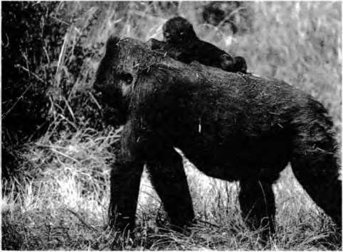 Иллюстрация к книге — Тайны пола. Мужчина и женщина в зеркале эволюции [i_017.jpg]