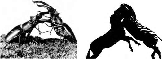 Иллюстрация к книге — Тайны пола. Мужчина и женщина в зеркале эволюции [i_020.jpg]